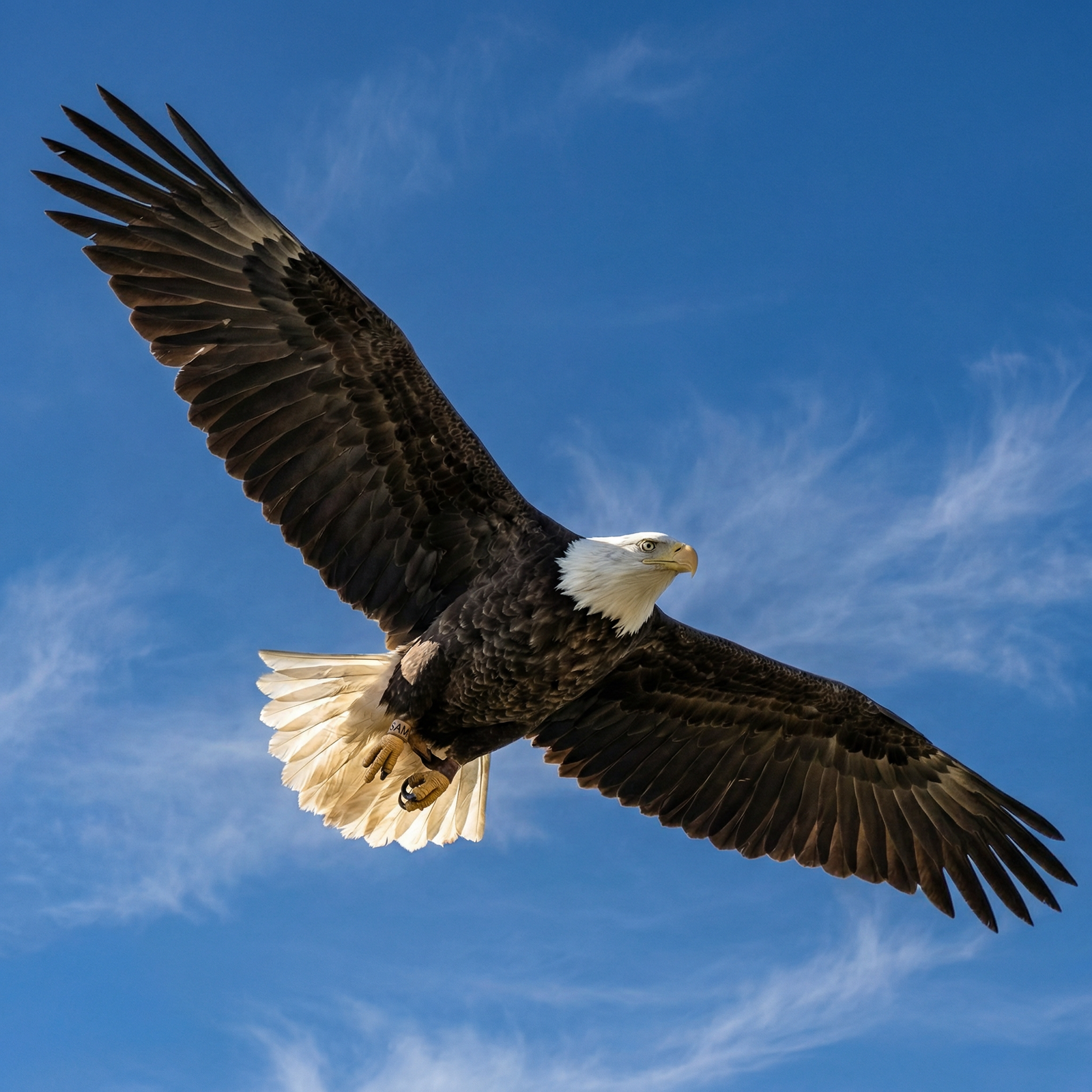 American Bald Eagle Soaring